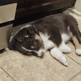 Australian Shepherd Puppies from Cali's Australian Shepherds