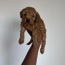 Lavender - Red  male Poodle puppy in Deltona, Florida from Poodles by CNC