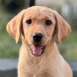Wooju - Yellow female Labrador Retriever puppy in Houston, Texas from CMJ Kennels
