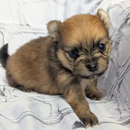 Louise - Orange sable female Pomeranian puppy in Utah from Pop Off Poms & Chis