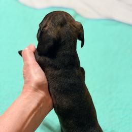 Maple - Brindle female Dachshund puppy in Fayetteville, North Carolina from Army of Dachshunds