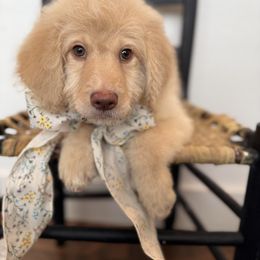 Lindt - Goldendoodle puppy from Silver Hill Farm