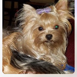 Yorkshire Terrier All Grown Up from Renee’s pawfectly pampered yorkies