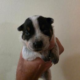 Sirius - Blue male Australian Cattle Dog puppy in Canton, Pennsylvania from DNB Heelers