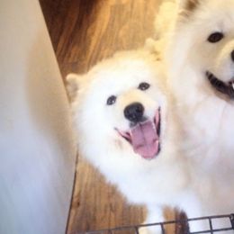 Nevada - Samoyed