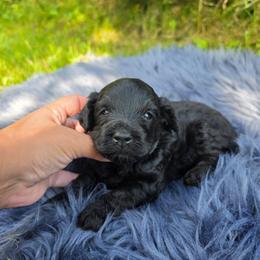 Hansel - Black male Goldendoodle puppy in Missouri from Husky Hill Kennel