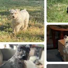 Cavalier King Charles Spaniels, Miniature Pinschers, Miniature Schnauzers, and Shih Tzus from Boggy Depot Cavaliers & Friends
