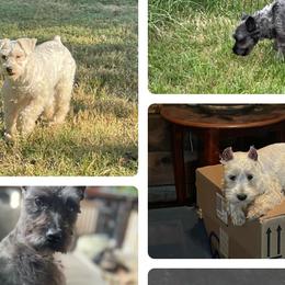 Cavalier King Charles Spaniels, Miniature Pinschers, Miniature Schnauzers, and Shih Tzus from Boggy Depot Cavaliers & Friends