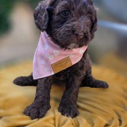 Flower - Phantom female Goldendoodle puppy in Decatur, Tennessee from Diamond's Doodles