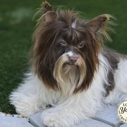 Ollie - Yorkshire Terrier