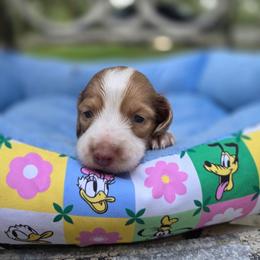 Hazel - Piebald female Dachshund puppy in Lady Lake, Florida from K Rae's Dachshunds
