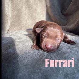 Ferrari - Chocolate female Labrador Retriever puppy in Lucasville, Ohio from Backwoods Labradors