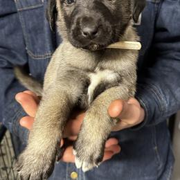 H.D White Boy - Fawn male Anatolian Shepherd Dog puppy in Frenchtown, Montana from Apex Anatolians