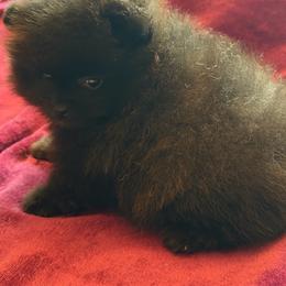 Boujee - Black female Pomeranian puppy in Waterloo, Indiana from Garcias Pomeranian