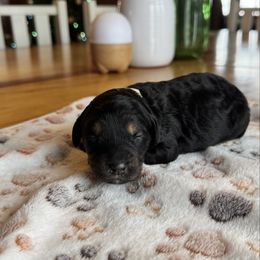 Sienna - Black female Bernedoodle puppy in Constableville, New York from Zehr’s Labradoodles & Bernedoodles