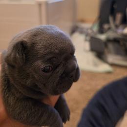 Girl 2 - Blue female French Bulldog puppy in Crane, Missouri from James River French Bulldogs