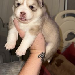 Peanut - Red and white male Pomsky puppy in Casa Grande, Arizona from Arizonas Pomsky Squad