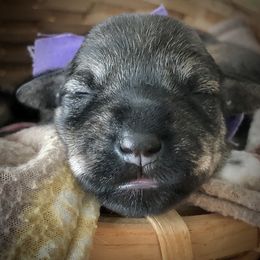 Miniature Schnauzer Puppies from MoonShadows Miniature Schnauzers
