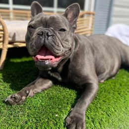 French Bulldogs from Tapestry farm