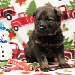 Red collar - Sable female German Shepherd puppy in Ramsey, Illinois from Haus-Farr German Shepherds