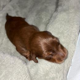 Chocolate - Chocolate and tan male Dachshund puppy in Cooper, Texas from Sassy Kat’s Dachshunds