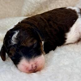 Ducky - Parti male Poodle puppy in Peyton, Colorado from Fuzzybottoms Ranch LLC