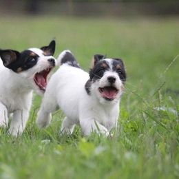 Russell Terrier Puppies from Blue Bass Kennel