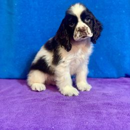 Boy 1 - Brown and white male Cocker Spaniel puppy in Delphi, Indiana from Benchmark Cockers
