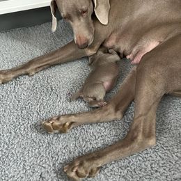 Weimaraner Puppies from Sterling Hill Weimaraners