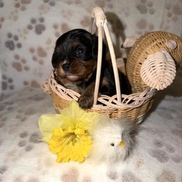 Trinket - Black and tan female Cavalier King Charles Spaniel puppy in Avoca, New York from Palladino’s Cavaliers of Upstate NY