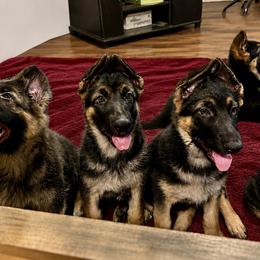Girl 1 - Black and tan female German Shepherd puppy in Columbia, Maryland from Baskerville Shepherds
