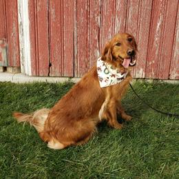 Bernese Mountain Dogs and Golden Retrievers from Bertke AKC Golden Retrievers and Bernese Mountain Dogs