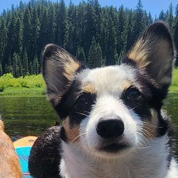 American Corgis and Cardigan Welsh Corgis from There and Back Again Corgis