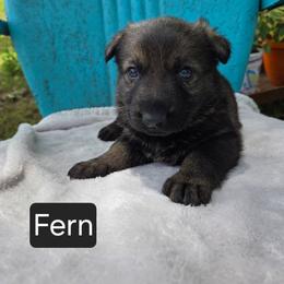 Fern - Sable female German Shepherd puppy in Cave City, Arkansas from Bayou Valley Shepherds and American Hunt Terriers
