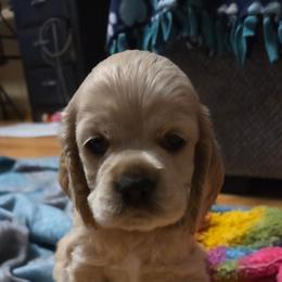Casper - Buff male Cocker Spaniel puppy in Marshfield, Wisconsin from Gingerale Cockers and Cockapoos