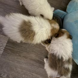 Pomeranian Puppies from Tania’s treasured poms
