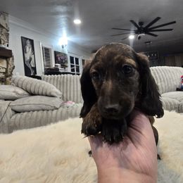 Boy 1 - Brindle male Dachshund puppy in Price, Utah from Stone Kennels