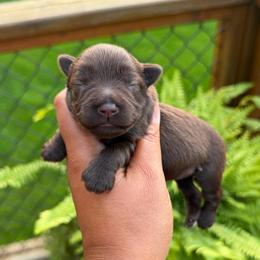 Hershey - Liver female Miniature Schnauzer puppy in Dorr, Michigan from Enchanted Paws