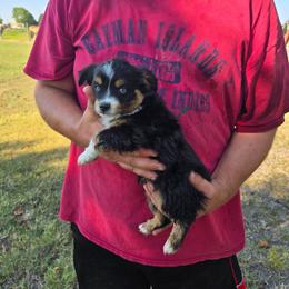 Black tri one - Black tri male Toy Australian Shepherd puppy in Forney, Texas from Texas Talent Toy Aussie's and Labs