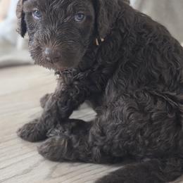 Bernedoodle Puppies from Doting Doodles