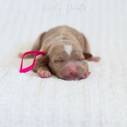 Pink Collar Girl - Caramel female Australian Labradoodle puppy in Thousand Oaks, California from Lovely Doodle Lane