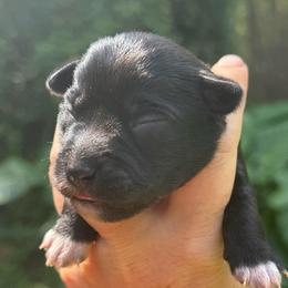 Rowan - Black and white male Schnoodle puppy in Temple, Texas from Schnauzers Of Taylor