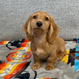 Theodore (full rights available for fee) - Red male Dachshund puppy in Gainesville, Texas from Diamond B Doxies