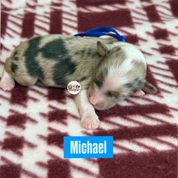 Aussiedoodle Puppies from Doodles by Dada