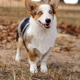 Tuff - American Corgi