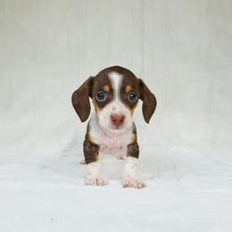 Gus gus - Piebald male Dachshund puppy in Quitman, Mississippi from S-and-A Kennels