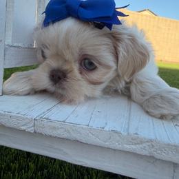 Danny - Cream and white male Shih Tzu puppy in Coolidge, Arizona from Shih Tzu’s  ‘N’ Love