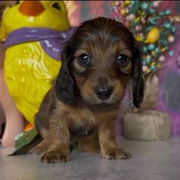 Puddles - Red male Dachshund puppy in Floresville, Texas from Muddy River Dachshunds