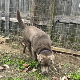 Drake - Dilute Retriever