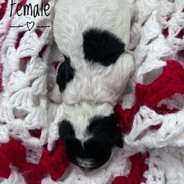 Goldendoodle and Poodle Puppies from Trammell’s Southern Pups